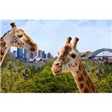 悉尼塔龙加动物园(Taronga zoo)门票(可乘坐天行者缆车)